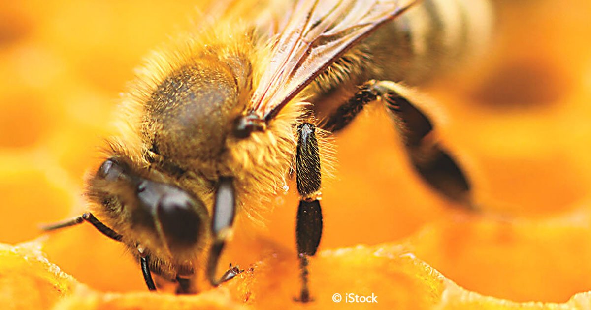 untitled 1.jpg?resize=412,232 - Han declarado a las abejas como la especie más importante del planeta, si desaparecieran sólo quedarían 4 años de vida
