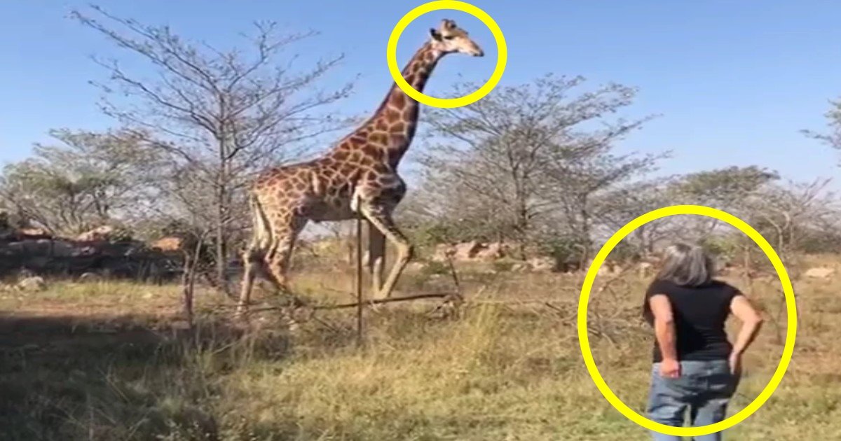 w 4.jpg?resize=412,232 - Tué par une girafe, la veuve du réalisateur Carlos Carvalho a décidé de rencontrer l'animal pour faire son deuil.