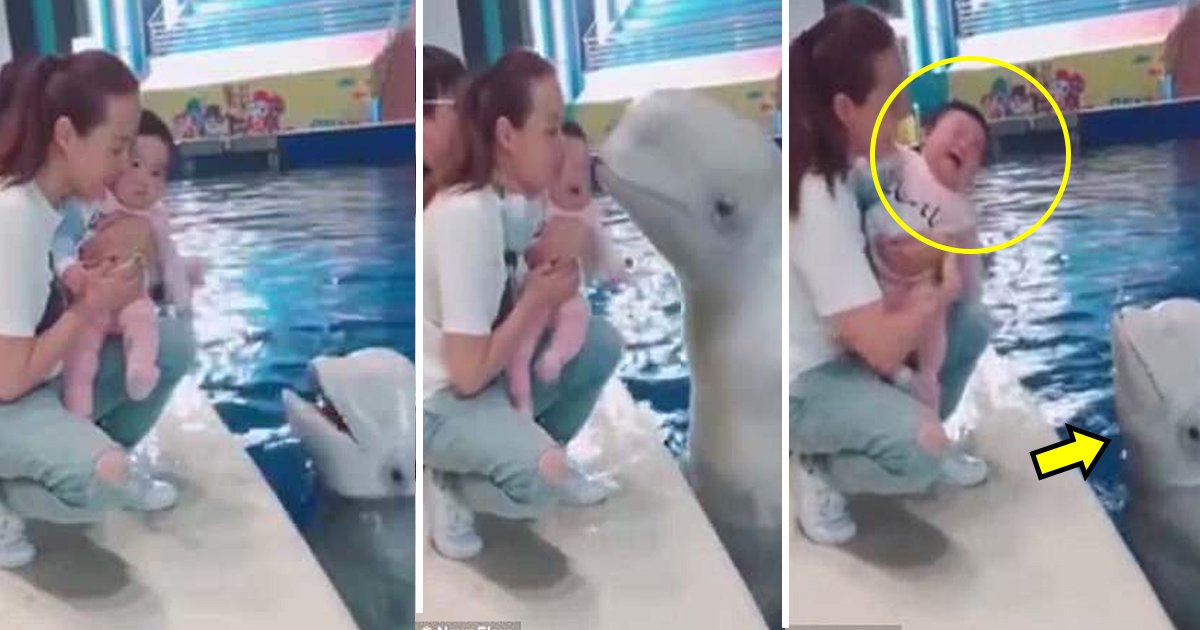 whale.jpg?resize=1200,630 - Une vidéo hilarante montre une baleine embrassant un petit bébé et le bébé commence à pleurer