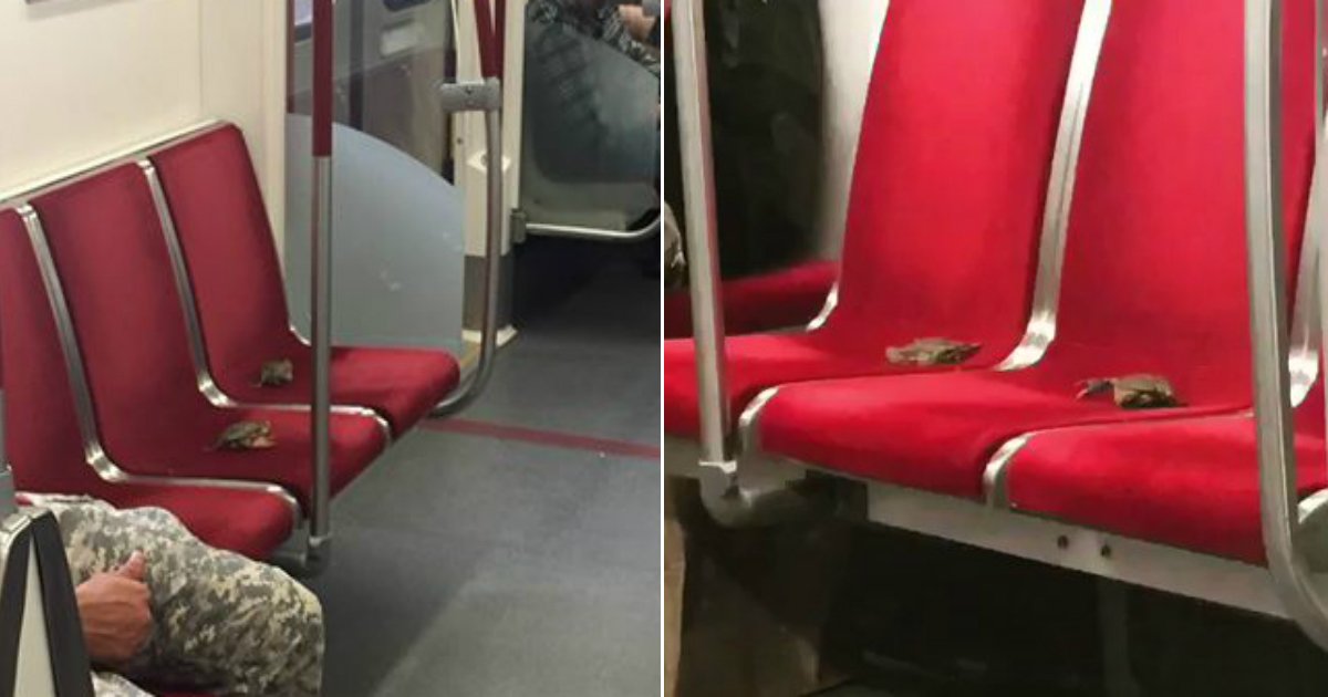 xo02atanpwxamlhn.jpg?resize=412,232 - 살아있는 '게'가 지하철 좌석에 앉게 된 사연