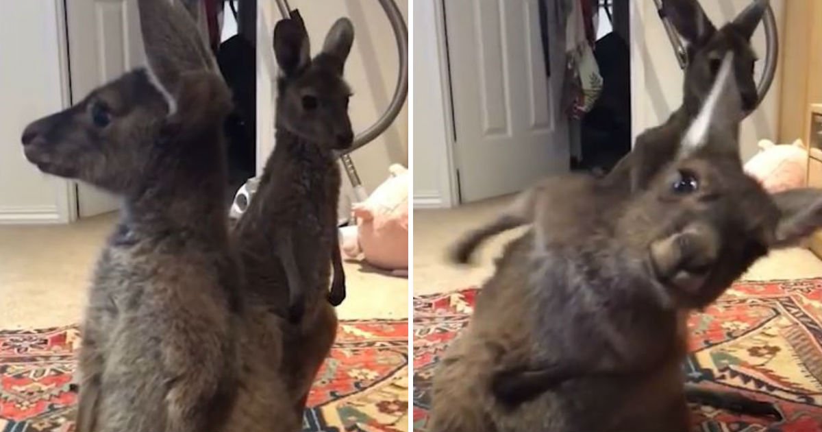1222.jpg?resize=1200,630 - Adorable bébé kangourou qui pète et tente de faire disparaître l'odeur