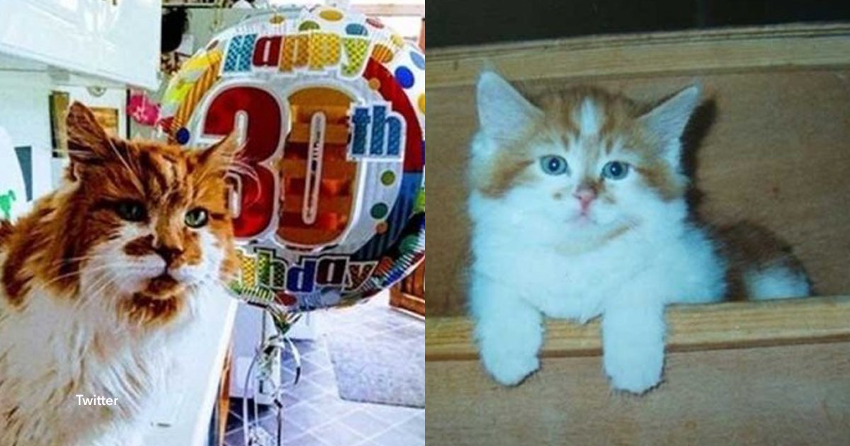 2 cov 5.jpg?resize=1200,630 - Adoptó a su gato en 1988, cumplió 30 años y se convirtió en el gato más viejo del mundo