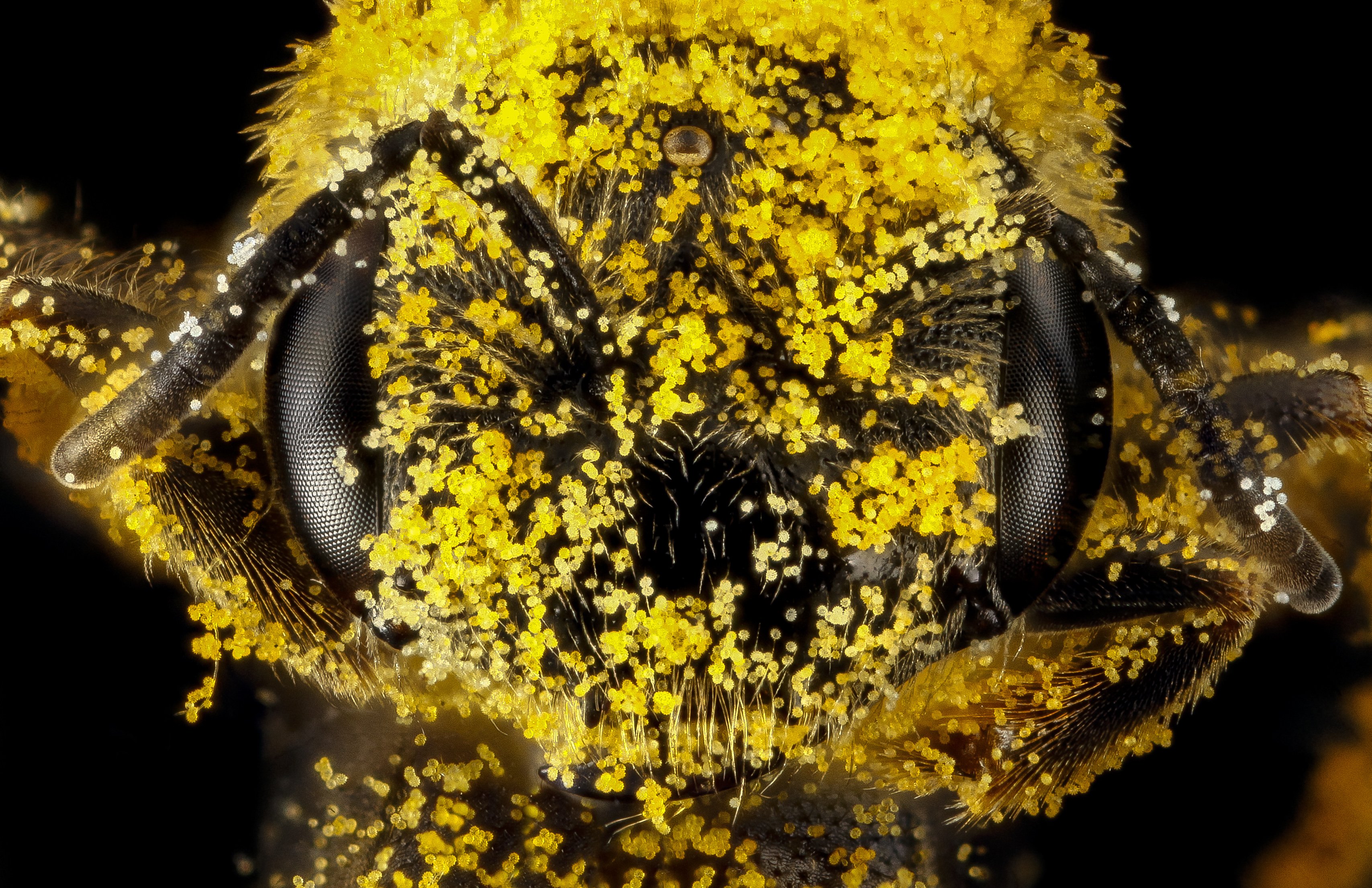 pollen