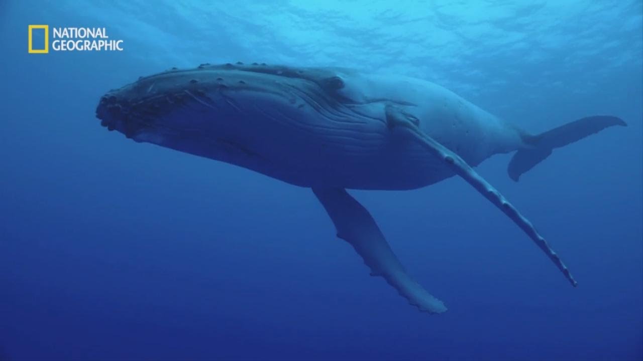 내셔널 지오그래픽 혹등고래에 대한 이미지 검색결과