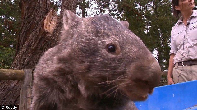 Patrick a été en captivité presque toute sa vie car il ne pouvait pas