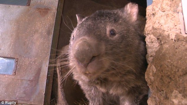 Coucou! Lorsque Patrick le Wombat apparaît pour la première fois dans la vidéo, il semble être de taille moyenne.