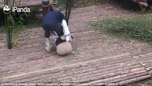 La jolie créature tient fermement sa jambe alors qu’il transporte du bambou autour de l’enceinte et chaque fois qu’il tente de se débarrasser de l’animal, il se dépêche de rentrer