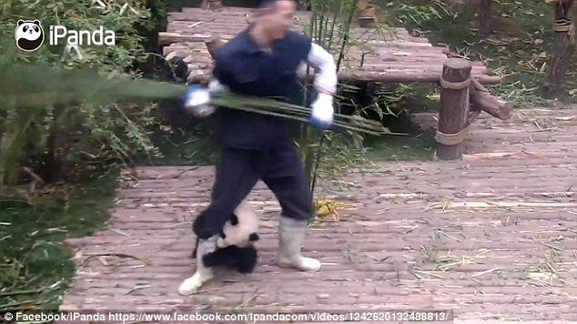 Une vidéo adorable montre un panda essayant désespérément de s'accrocher à un employé de zoo alors qu'il essayait de nettoyer à la base de recherches de Chengdu sur la reproduction d'un panda géant dans le Sichuan, en Chine