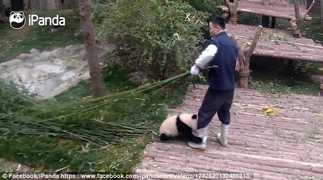 Le clip a été téléchargé sur la chaîne YouTube, iPanda - une webcam en direct exploitée conjointement par China Network Television et la base de recherche sur l’élevage de pandas géants de Chengdu