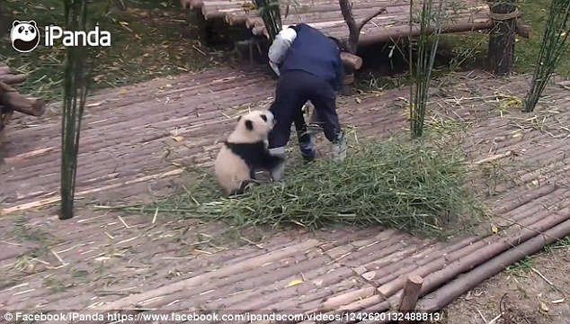 Les pandas vivent dans les forêts de montagne et, comme d'habitude, les créatures solitaires sont généralement assez satisfaites pour se divertir.