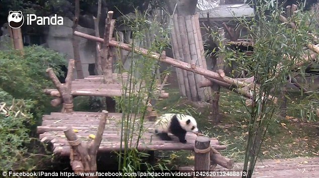 iPanda.com was launched in 2013 to capture all the cute moments of the Chengdu pandasâ lives, from every angle