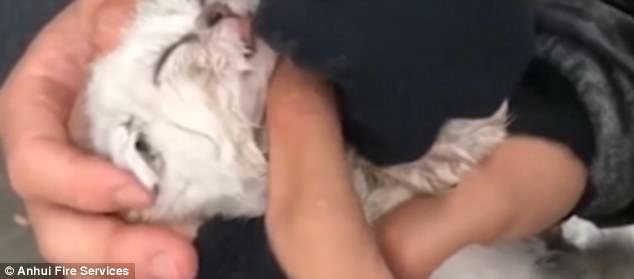 Un des chats sauvés a le visage nettoyé avec une serviette humide après avoir été sauvé