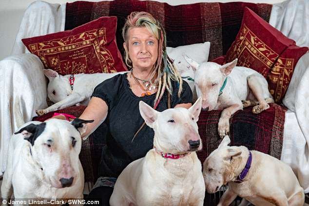 Engagement: Liz Haslam, photographiée ci-dessus avec cinq de ses trente bull terriers, a choisi son stock de chiens au lieu de son mari, âgé de 25 ans.