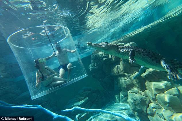 Le couple basé à Melbourne a choisi d’avoir une cérémonie de proposition plus unique - une parmi les crocodiles