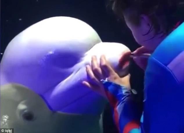 The trainer puts the red lipstick on the beluga whale and says it becomes 