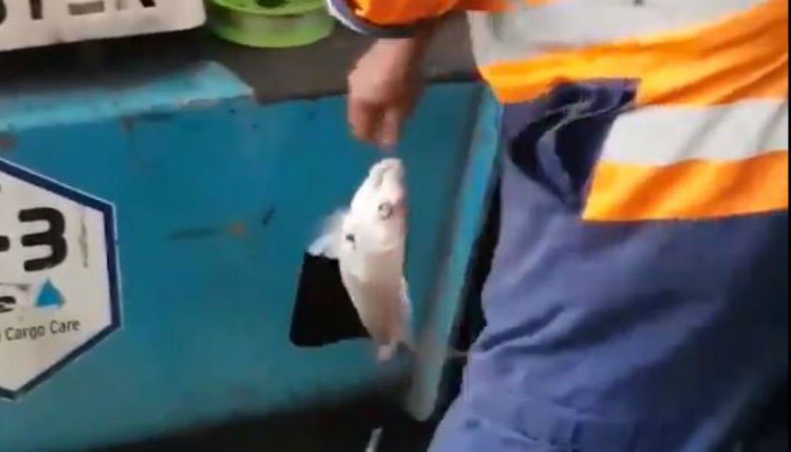 Kiwi port worker fishing through drainì ëí ì´ë¯¸ì§ ê²ìê²°ê³¼