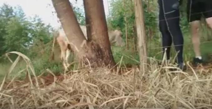 Image result for Cow stuck in tree saved by cyclists