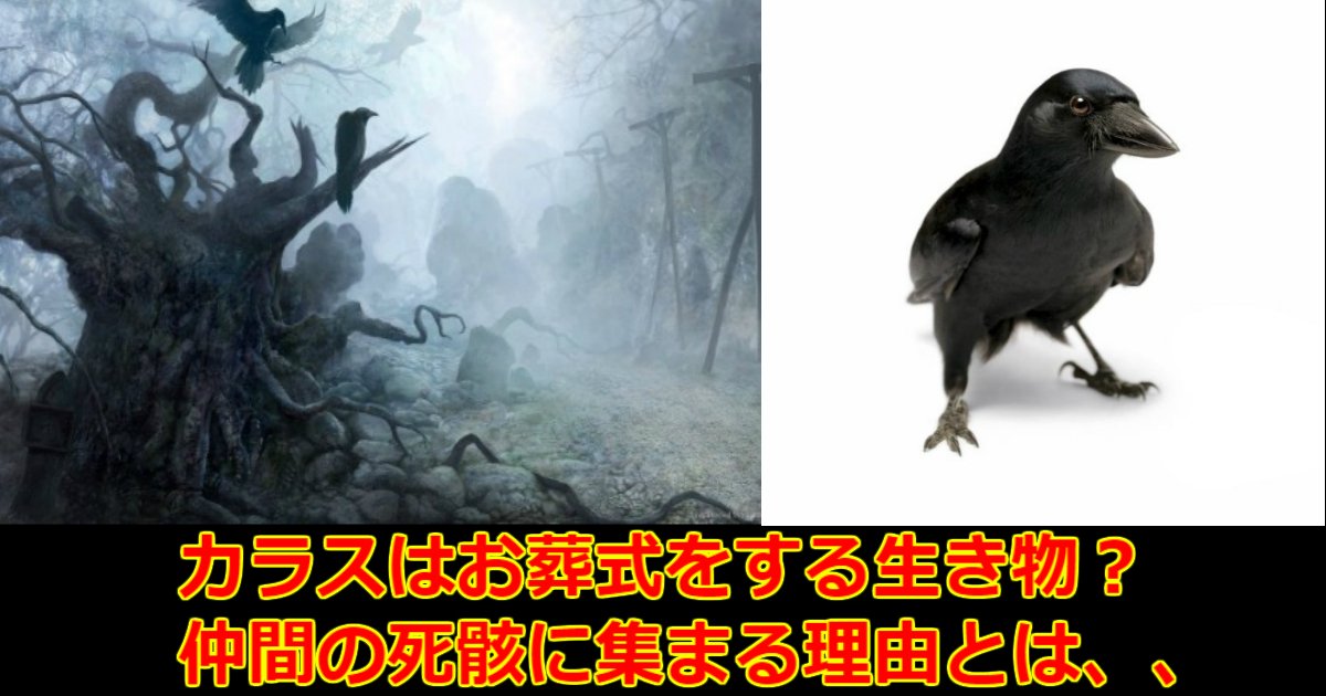 aaaa 6.jpg?resize=412,275 - 【衝撃】カラスが死んだ仲間をお葬式するって本当？！その真相とは、、