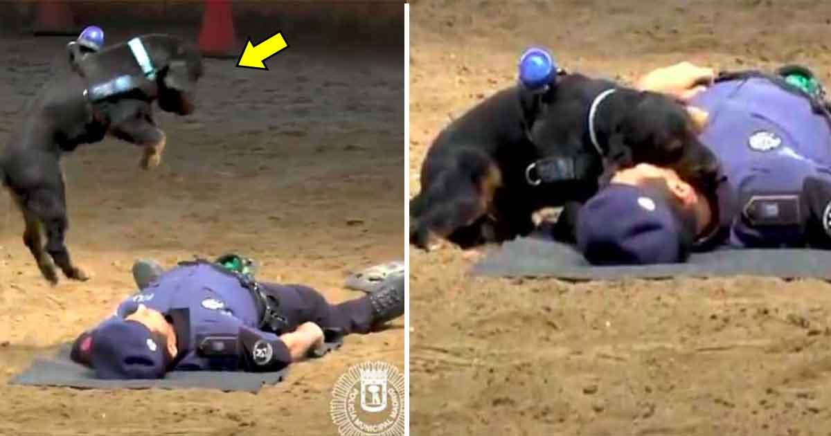 adfasd.jpg?resize=412,275 - Un chien policier "sauve" la vie de son maitre qui semblait mort