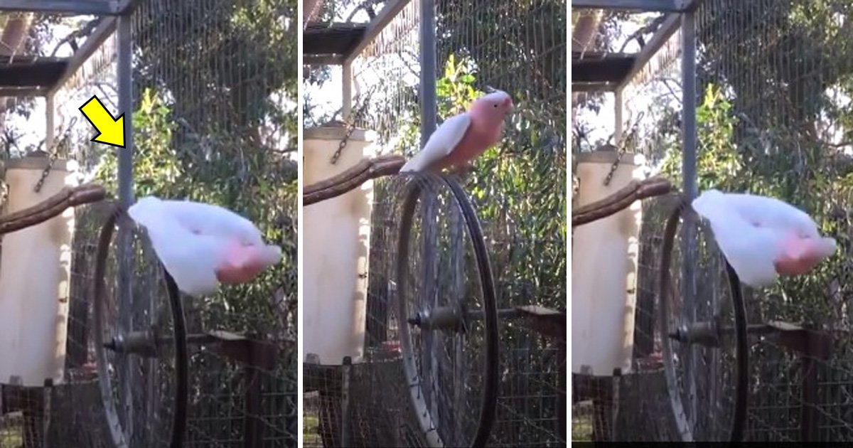 adfsdf.jpg?resize=412,275 - Cockatoo Was Having The Time Of His Life Riding A Makeshift Ferris Wheel