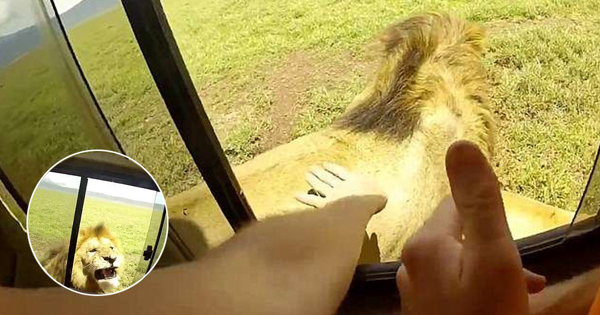 adsaf.jpg?resize=412,275 - Man On Safari Trip Risked His Arm After Trying To Stroke A Lion