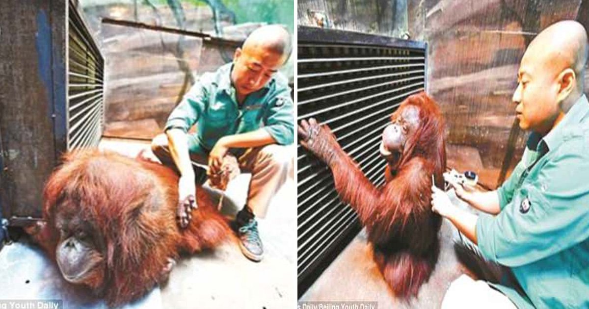 afdafaf.jpg?resize=1200,630 - Le zoo de Beijing aide une orang-outan handicapée à marcher à nouveau avec d'anciens massages chinois