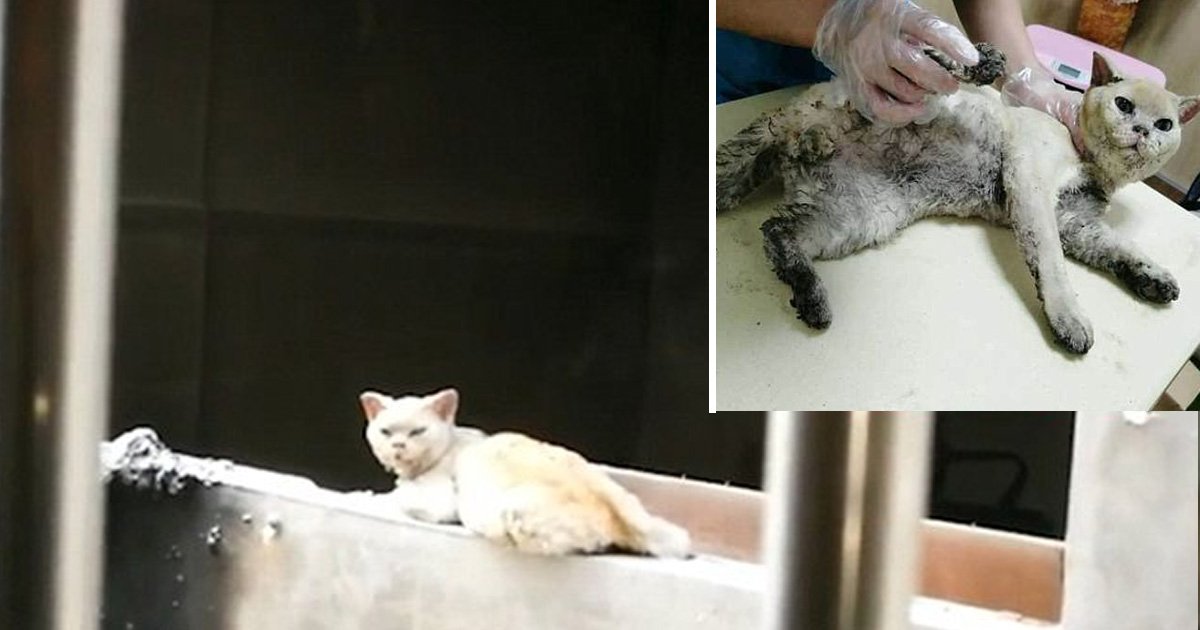 afdasfasfasf.jpg?resize=412,232 - You Though Cat Was An Emotionless Domestic Creature, This Story From South China Will Change All Your Misconceptions