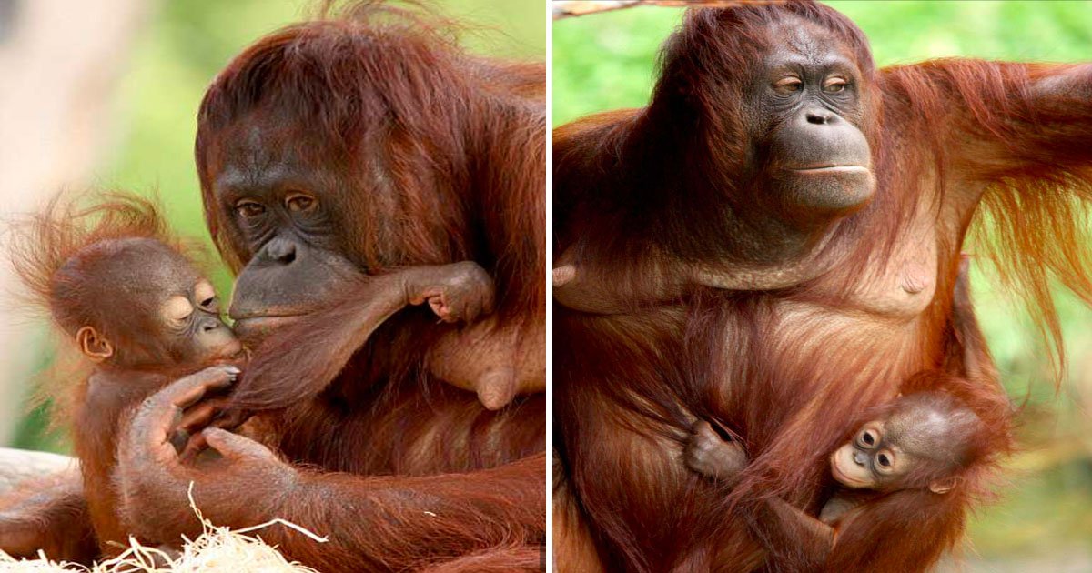 animal 1.jpg?resize=412,275 - Baby Orangutan Demonstrates Her Beautiful Bond With Her Mother With Peck on the Cheek