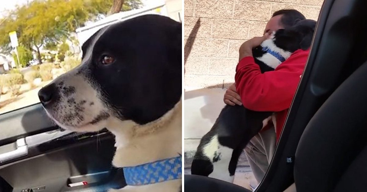 asfdasdf.jpg?resize=1200,630 - Heartwarming Moment Lost Dog Was Finally Reunited With Loving Family