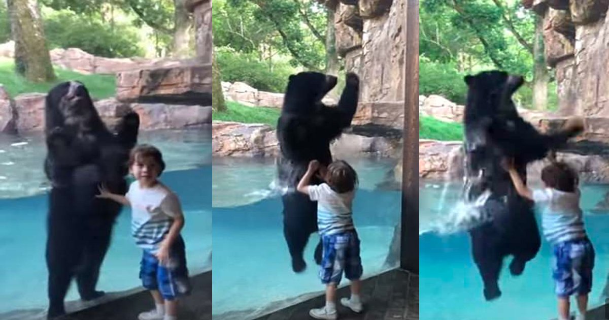 bear.jpg?resize=1200,630 - Incroyable vidéo d'un petit garçon de 5 ans et d'un ours qui sautent ensemble au zoo de Nashville