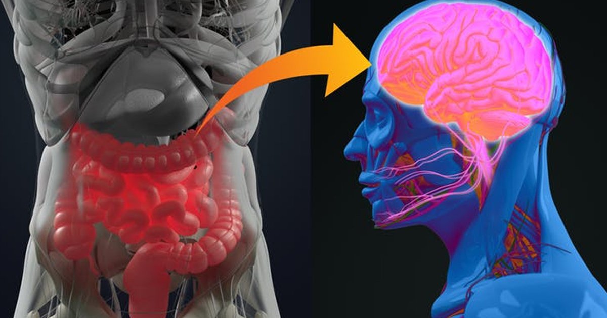 brain.jpg?resize=412,275 - Cientistas descobrem que temos dois cérebros: o segundo está no intestino!