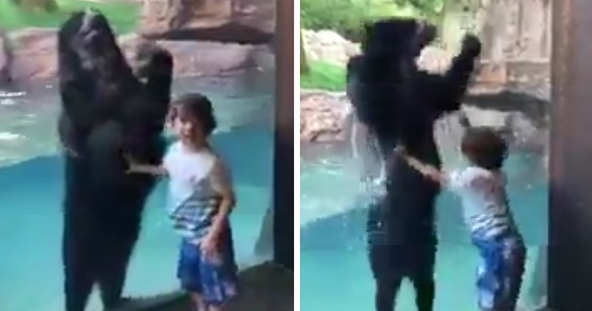 capa00.png?resize=412,232 - Vídeo adorável mostra um urso pulando junto com uma criança