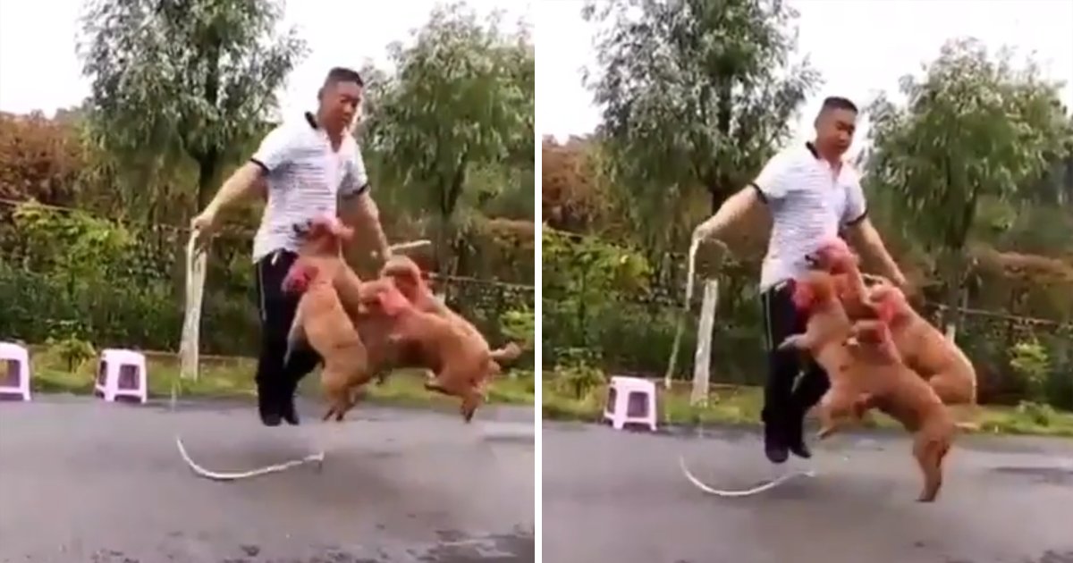 capa00dgtsue.png?resize=412,232 - Vídeo incrível mostra um homem pulando corda com 4 cachorros