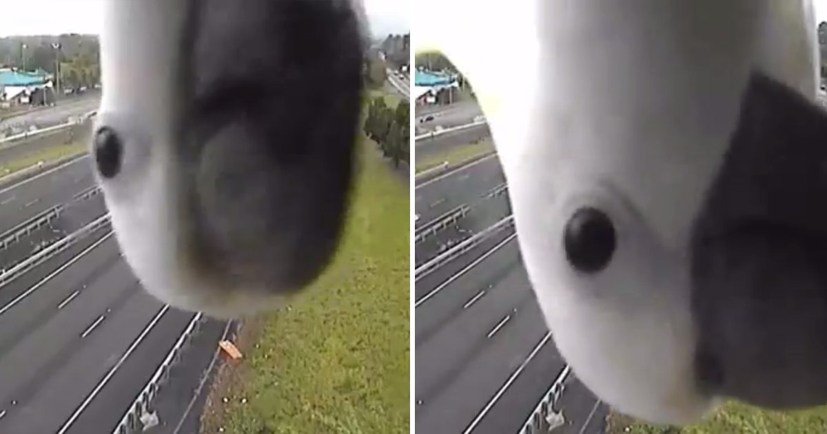 capa13.png?resize=412,275 - Cacatua fica muito curiosa por seu próprio reflexo em câmera de segurança e vídeo viraliza