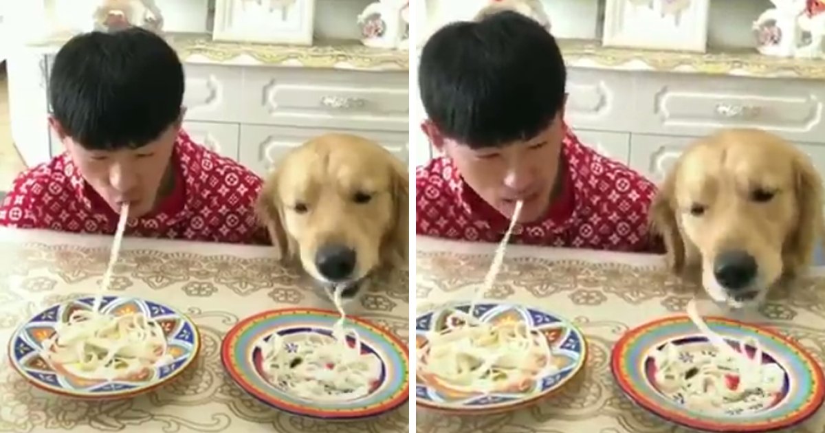 capa443.png?resize=412,232 - Competição: Cachorro X Humano, quem come o macarrão mais rápido?