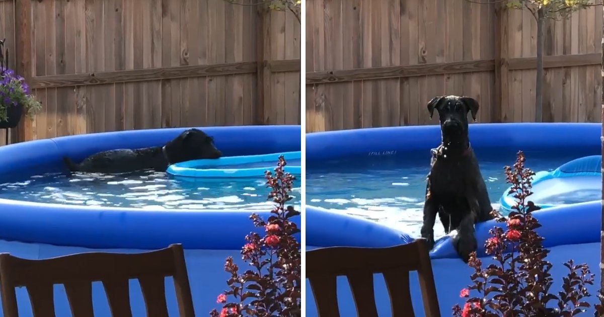 capa8 3.png?resize=412,275 - Ao ser flagrado tomando banho de piscina, cachorro tem reação hilária