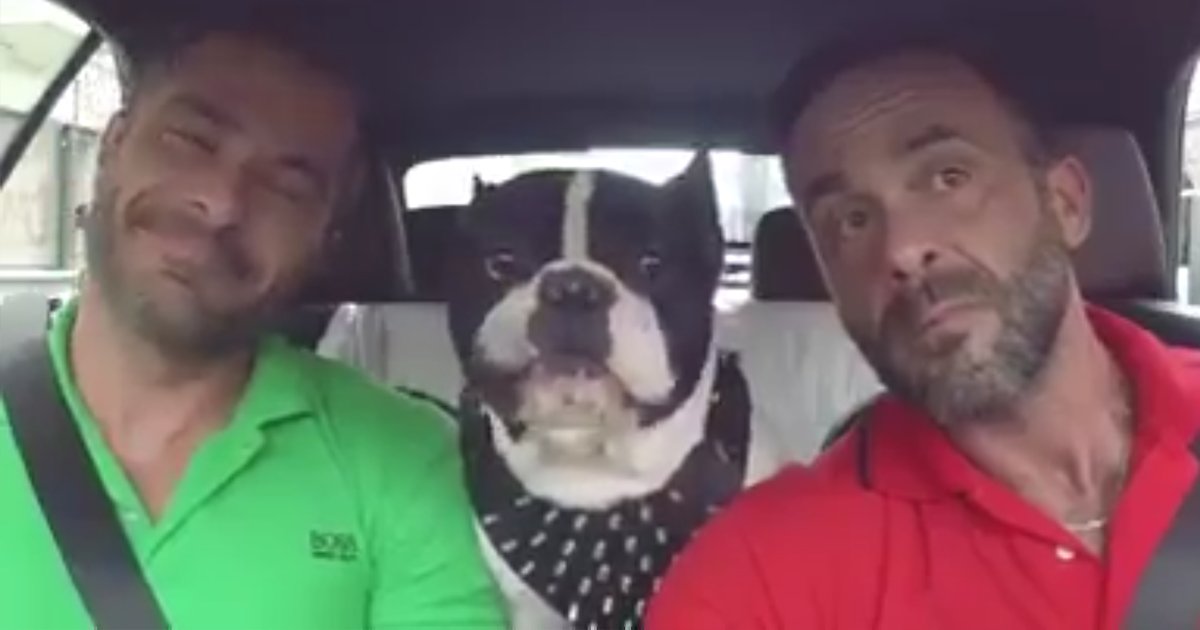 capaa4.png?fit=1024%2C538&ssl=1&strip=all - Vídeo adorável mostra um cachorro "falando" em vários idiomas