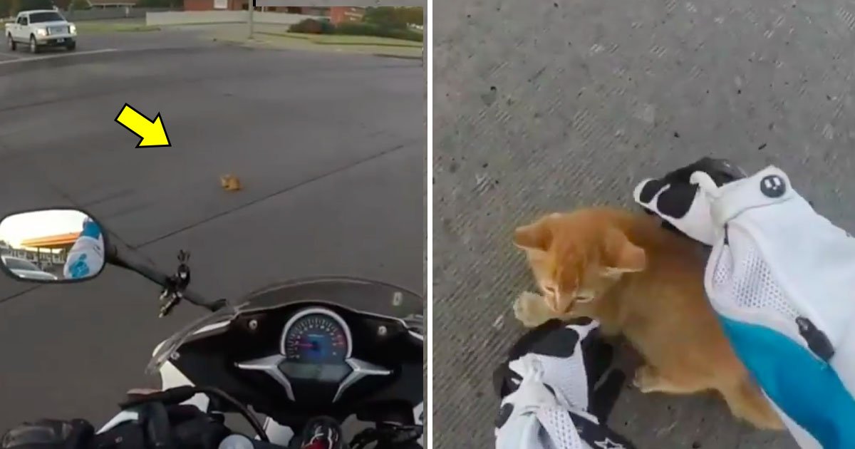 cat 12.jpg?resize=412,275 - Biker Sees Orange Spot at Busy Road Junction—When She Knows It’s Alive, She Leaps Into Action