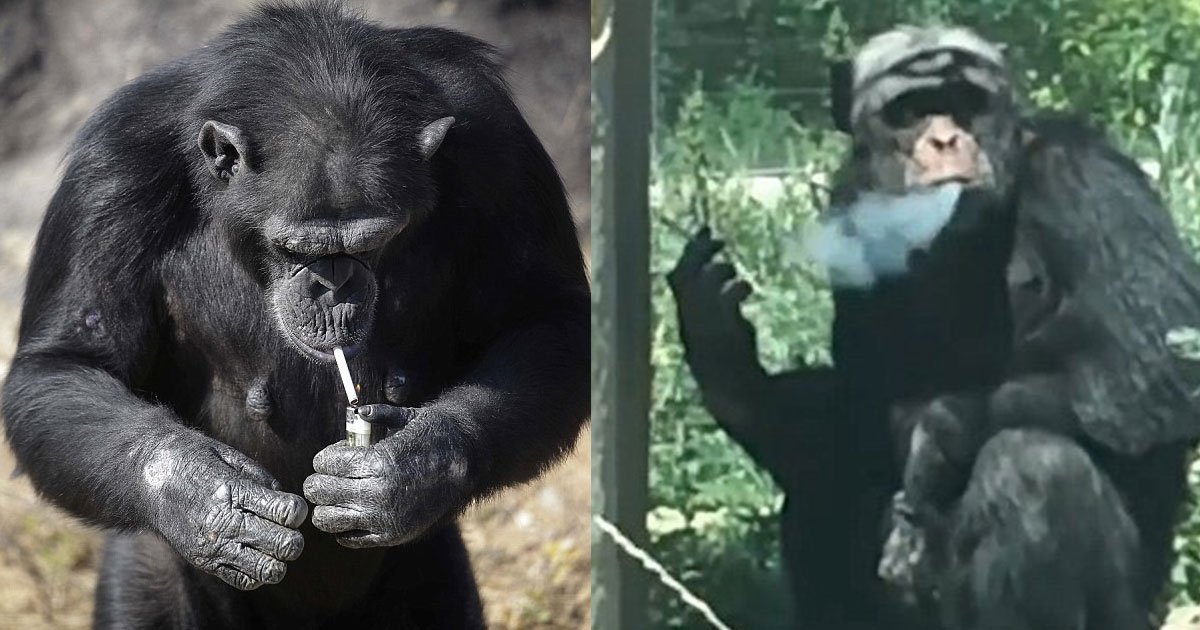 cc.jpg?resize=1200,630 - Chimpanzee Addicted To Smoking Became A ‘Chain Smoker’ As Tourists Threw Lit Cigarettes At Him For 16 Years