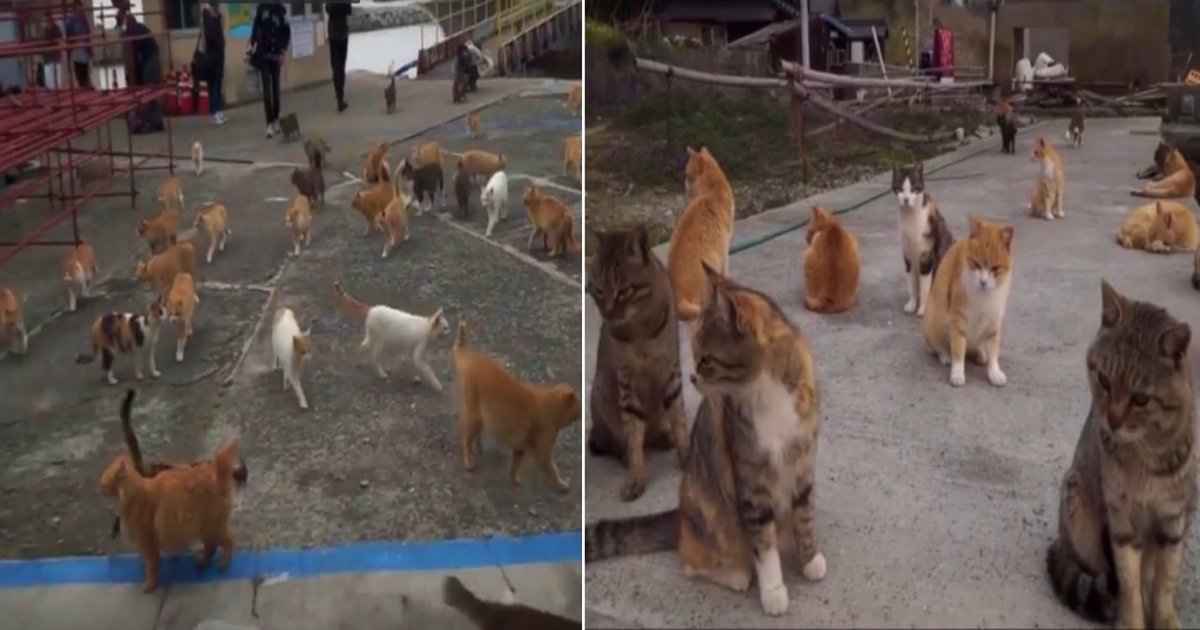 ccat side.jpg?resize=1200,630 - Island Full Of Cats! Feline Friends Outnumber Humans 6 To 1 On This Island