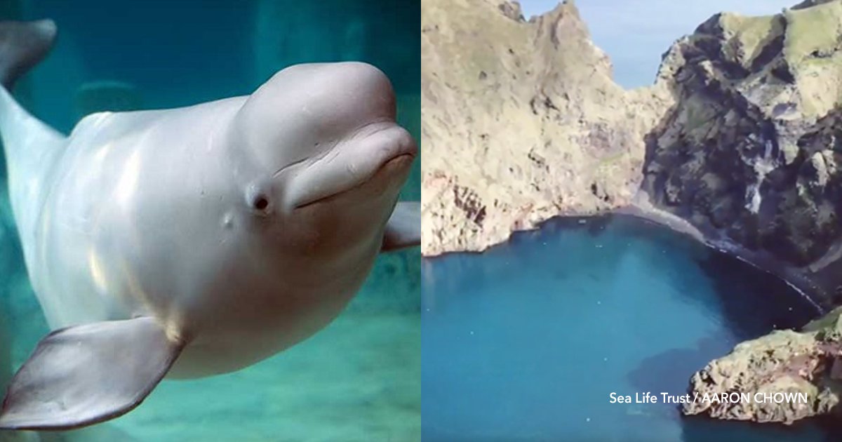con 3.png?resize=1200,630 - Anuncian que se creará el primer santuario en aguas abiertas para ballenas beluga en Islandia