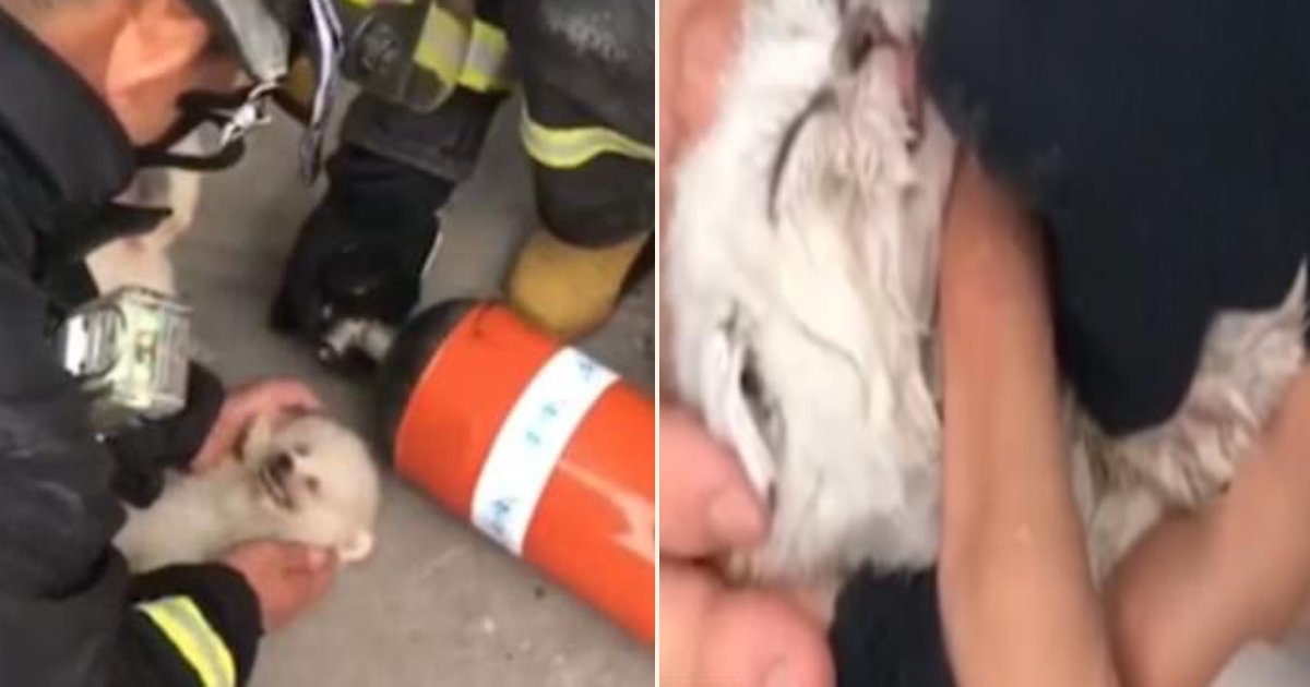 d side.jpg?resize=1200,630 - Un pompier sauve la vie d'un chien en le réanimant après l'avoir sauvé d'une animalerie en feu