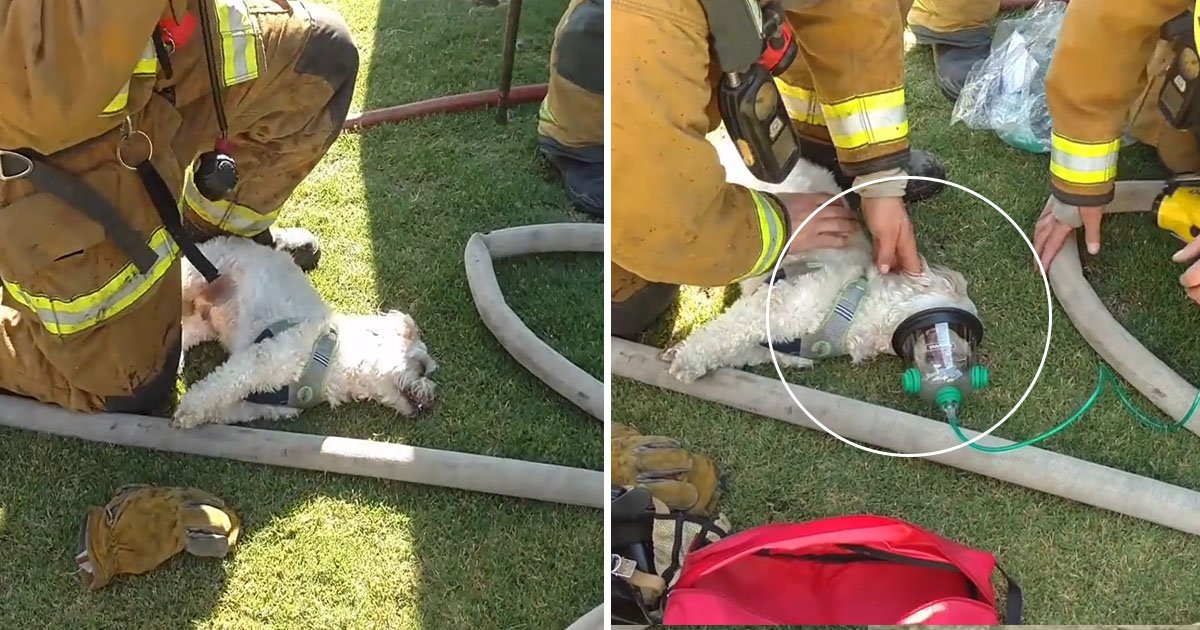 dog 4.jpg?resize=1200,630 - Les pompiers sauvent un chien d'une maison en flammes, mais il ne donne aucun signe de vie