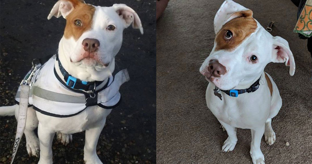 dog dismissed several times by five different owners then shelter investigated the reason and it is really heart breaking.jpg?resize=1200,630 - Dog Who Can't Hear Was Already Rejected By Five Families