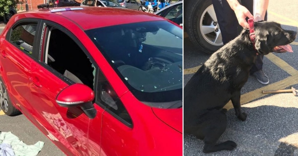 dog rescued side.jpg?resize=412,232 - La police doit pénétrer dans une voiture pour sauver deux chiens qui luttent pour respirer à l'intérieur pendant 30 minutes
