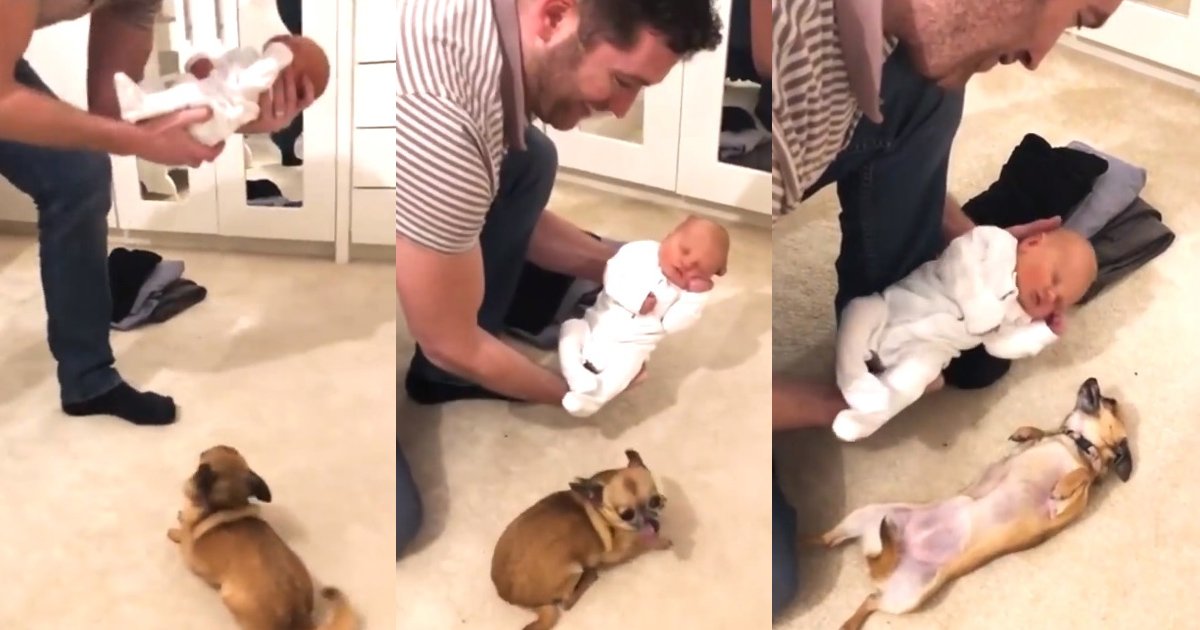 dog.jpg?resize=1200,630 - Mire la adorable reacción de este perro cuando le presentaron al bebé por primera vez