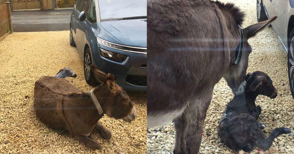 donkey gives birth.jpg?resize=1200,630 - Une ânesse s'arrête devant la maison d'une famille et met bas juste devant leur fenêtre