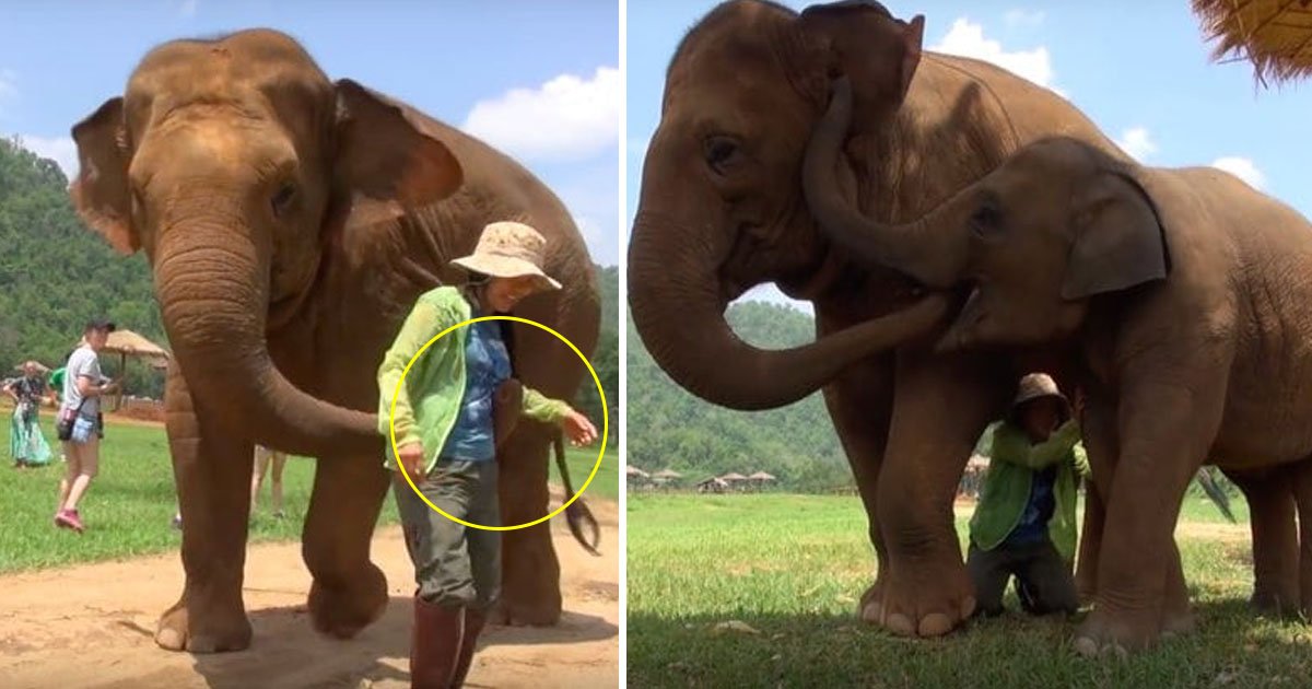elephant.jpg?resize=1200,630 - Une maman éléphant veut que le gardien chante une berceuse au bébé éléphant qui vient d'être sauvé