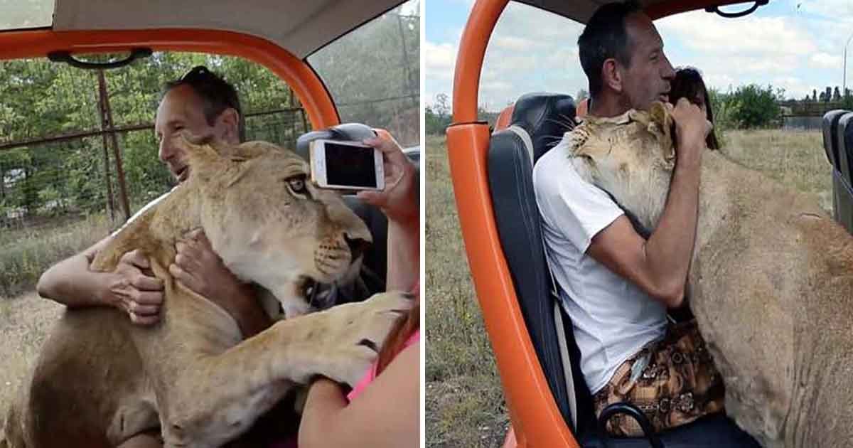 erere.jpg?resize=412,232 - Une vidéo montre une lionne embrassant et étreignant un touriste téméraire dans un parc safari en Russie