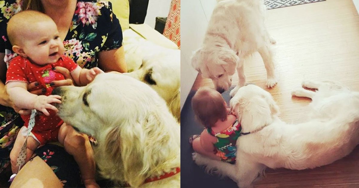 gr.jpg?resize=1200,630 - Dogs Caught Helping The Toddler To Escape From The Room On Baby-Cam